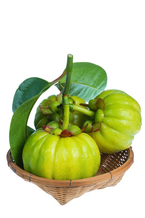 Garcinia Cambogia: Health benefits, Health Risk, and Precautions - Healthier Steps