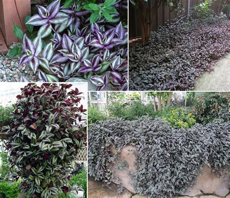 Plants & Flowers » Tradescantia zebrina