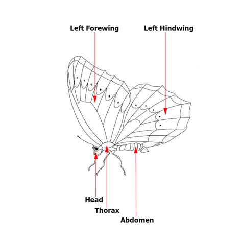 Butterflies of Singapore: Butterfly Anatomy