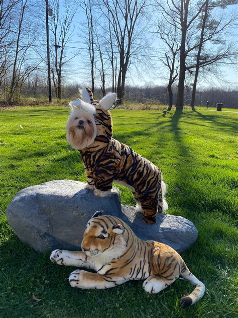 Tiger dog costume made to fit dogs up to 15 lbs