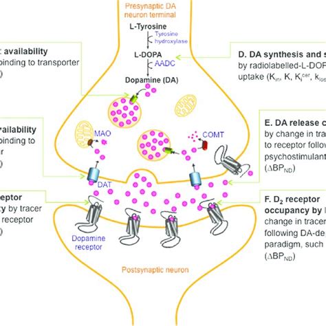 Dopamine Synthesis Pathway