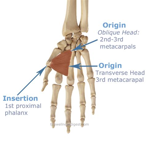 Flexor Pollicis Brevis Origin And Insertion