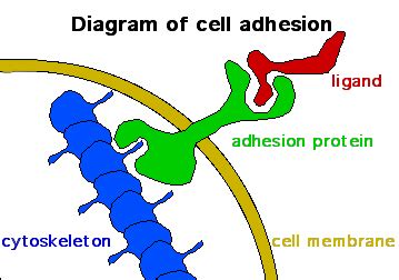 Cell adhesion | Psychology Wiki | Fandom