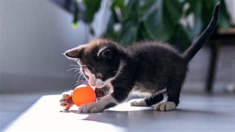 Best Cat Toys | Rover Kitties Put the Industry's Top Toys to the Test