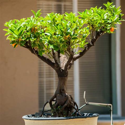 Bonsai Orange Tree Grower’s Guide