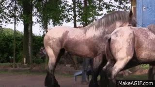 Horse breeding 3 - Belgian draft horse mating on Make a GIF