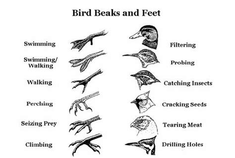 The Remarkable Adaptations of Birds – Nature Blog Network