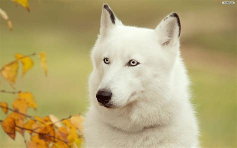 White Wolf Wallpapers - Wallpaper Cave