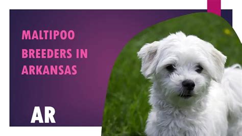 4 Maltipoo Breeders In Arkansas AR – Puppies for Sale