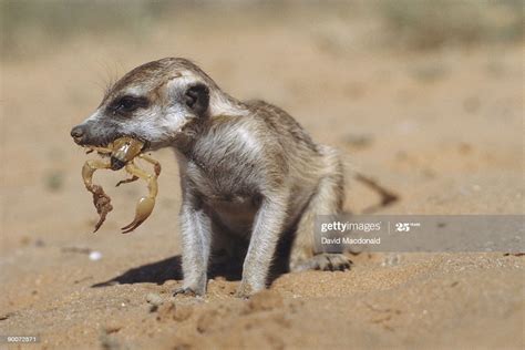 Meerkat Suricata Suricatta Eating Scorpion Kalahari High-Res Stock Photo - Getty Images