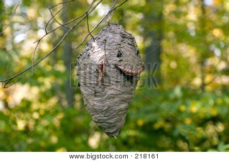 Hornets Nest Image & Photo (Free Trial) | Bigstock