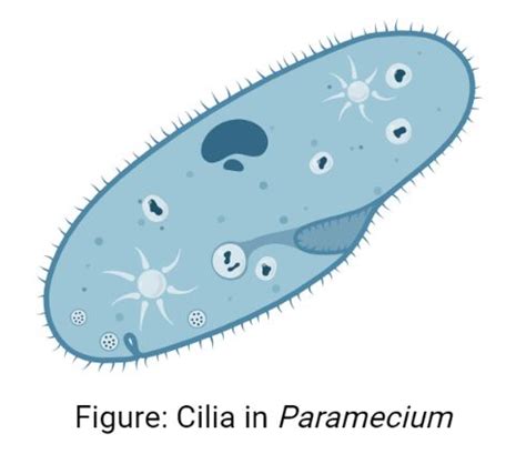 Cilia- Definition, Structure, Formation, Types, Functions, Examples ...