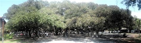 lahaina banyan tree history - Lakenya Mccallister