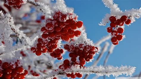 🔥 [46+] Winter Berries Wallpapers | WallpaperSafari