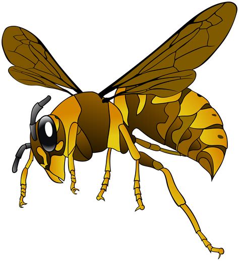 Insect clipart wasp, Insect wasp Transparent FREE for download on WebStockReview 2024