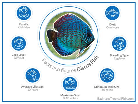 Discus Fish: Complete Guide to Care, Maintenance and Breeding