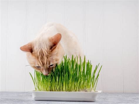 6 Benefits of Cat Grass for Your Cat: Science-Based Facts & FAQ | Hepper