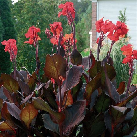 Red Canna Lily Bulbs Jumbo Plant 8-12 Feet Tall - 4 Bulbs - Rare & Fast ...