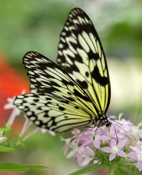 Top 95+ Pictures Yellow And Black Butterfly That Looks Like A Monarch Sharp