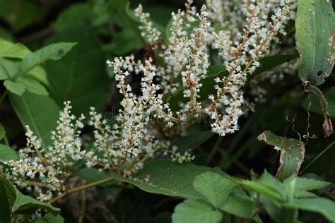 Japanese knotweed flowers stock photo. Image of meadow - 159228160