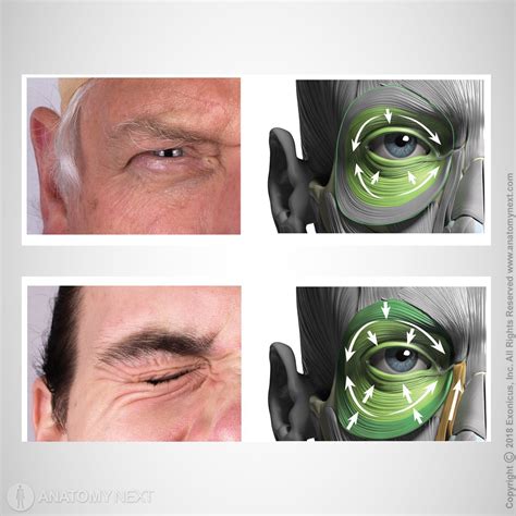 Orbital part of orbicularis oculi | Encyclopedia | Anatomy.app | Learn anatomy | 3D models ...