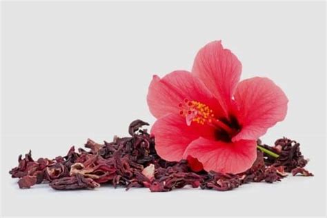 Hibiscus Pictures Of Flowering Plants / Hibiscus Plant High Resolution Stock Photography And ...