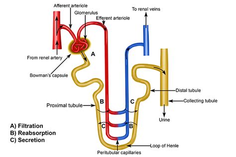 Nephron Diagram Labeled Hbs