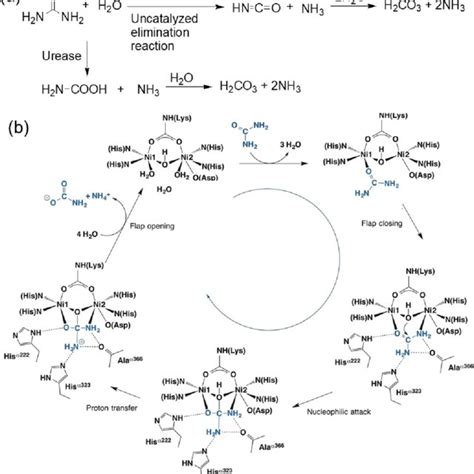 (a) Different modes of hydrolysis of urea. (b) Structure-based urease... | Download Scientific ...