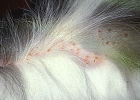 Miliary Dermatitis In Cats