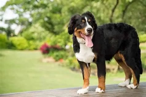 Bernese Mountain Dogs & Shedding: Exactly What To Expect – AnimalHow.com