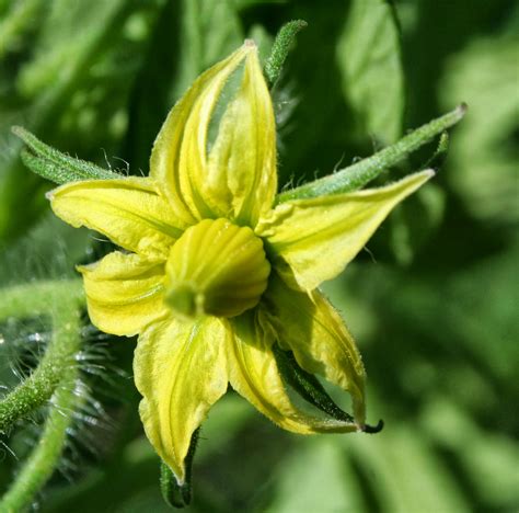 Franklin County (PA) Gardeners: Frost, Freeze and Green Tomatoes