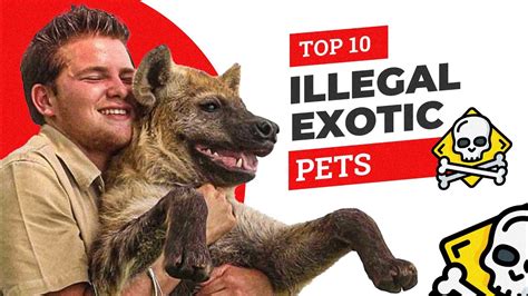 Top 10 Illegal Exotic Pets | Illegal pets you cant own - YouTube