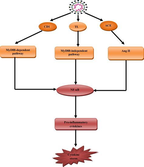 Frontiers | Effects of β-Blockers on the Sympathetic and Cytokines Storms in Covid-19