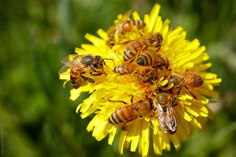 Honey Bees On A Dandelion by Paul Tessier