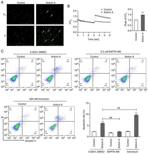 Activin A induces apoptosis of human lung adenocarcinoma A549 cells ...