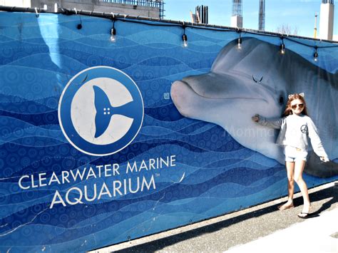 The Best Aquarium in Florida: Clearwater Marine Aquarium - Momma To Go Travel