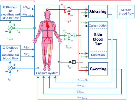 Schematic diagram of the FPC Model of human thermoregulation: feedback... | Download Scientific ...