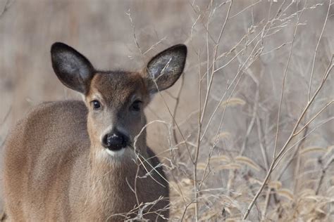 The Ohio Wildlife Project – Erie Basin RCD