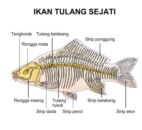 Kerangka Ikan - Homecare24