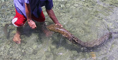 Belut Raksasa Ambon Indonesia - Alam Mentari