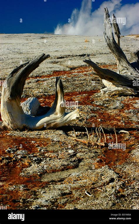 Yellowstone National Park Montana usa Stock Photo - Alamy