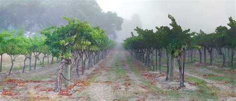 Tule Fog Grapes Photograph by Stan Angel - Fine Art America