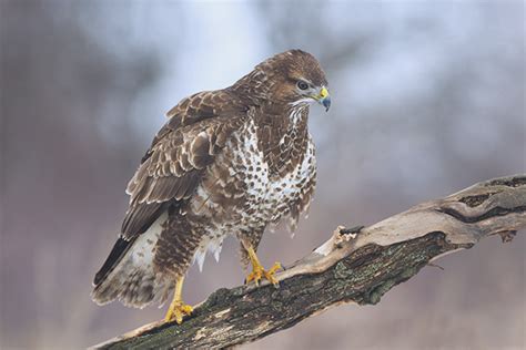 Common Buzzard - description, habitat, interesting facts