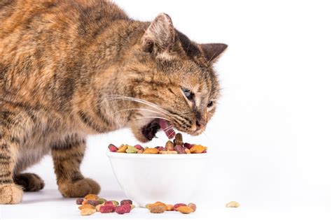 Premium Photo | Domestic cat eating dry food