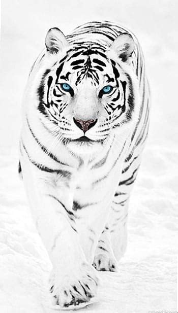 Black And White Tiger Images