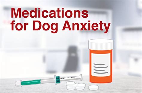 14 Medications for Dog Anxiety | PetMD