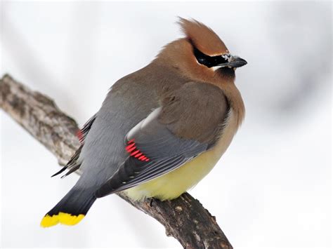 Cedar Waxwing | Celebrate Urban Birds