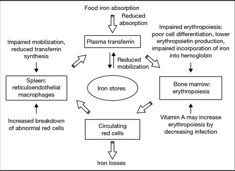 Figure 1 from Role for micronutrient interactions in the epidemiology of micronutrient ...