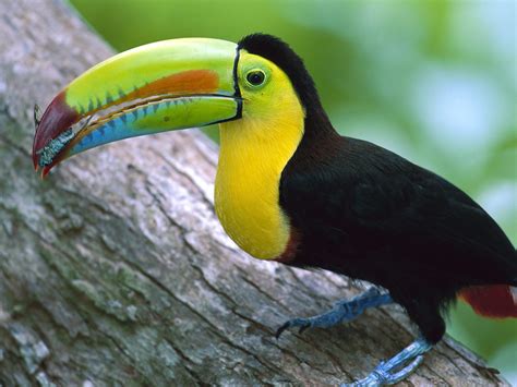 Exotic Birds Wallpapers | Wallpaper Pictures