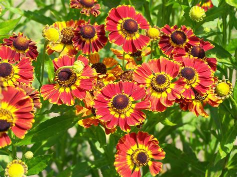 Flower Homes: Rudbeckia Flowers